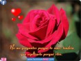 /album/fotogaleria/frases-con-flores-de-rosas-rojas-jpg/