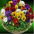 /album/fotogaleria/free-shipping-50pcs-bag-pansy-flower-viola-tricolor-seeds-for-diy-home-garden-jpg/